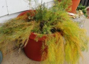 Аспарагус – уход когда растение желтеет, осыпается, болезни и вредители, видео