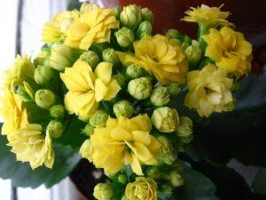Цветок Каланхоэ Фото Почему Не Цветет