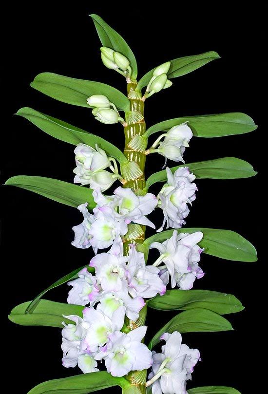 Дендробиум нобиле как ухаживать. Орхидея Дендробиум Нобиле. Орхидея Dendrobium. Орхидея Дендробиум Nobile. Орхидеи Дендробиум цветки.