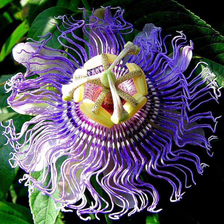 Пассифлора: виды и размер взрослого цветка и лучшие варианты его .