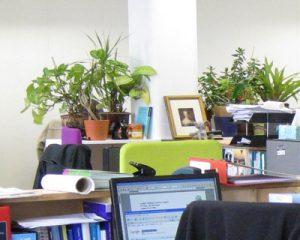 Неприхотливые комнатные растения для офиса