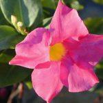 Дипладения выращивание и уход в домашних условиях – дипландия цветок как ухаживать
