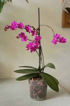 Грунт для орхидеи фаленопсис